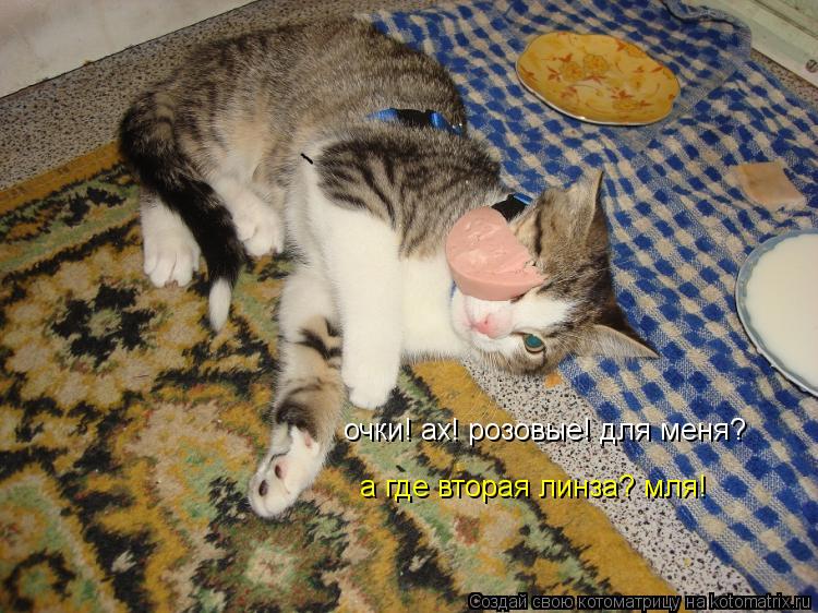 Котоматрица: очки! ах! розовые! для меня? а где вторая линза? мля!