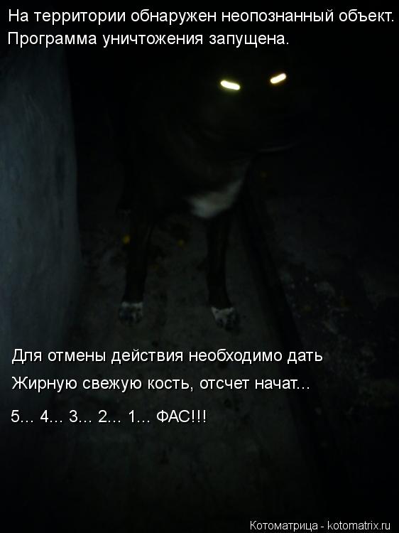 Котоматрица: На территории обнаружен неопознанный объект. Программа уничтожения запущена. Для отмены действия необходимо дать Жирную свежую кость, отс