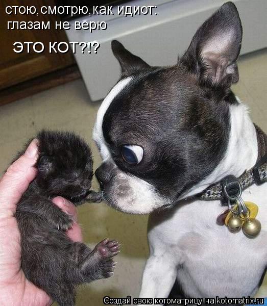 стою,смотрю,как идиот: глазам не верю ЭТО КОТ?!?... Котоматрица: стою,смотрю,как идиот: глазам не верю ЭТО КОТ?!?