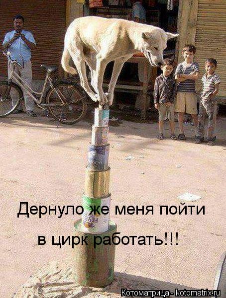 Дернуло же меня пойти в цирк работать!!!... Котоматрица: Дернуло же меня пойти в цирк работать!!!