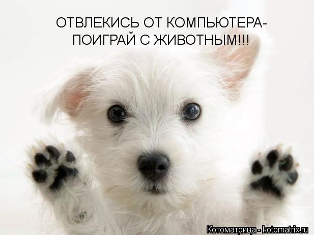 ОТВЛЕКИСЬ ОТ КОМПЬЮТЕРА- ПОИГРАЙ С ЖИВОТНЫМ!!!... Котоматрица: ОТВЛЕКИСЬ ОТ КОМПЬЮТЕРА- ПОИГРАЙ С ЖИВОТНЫМ!!!