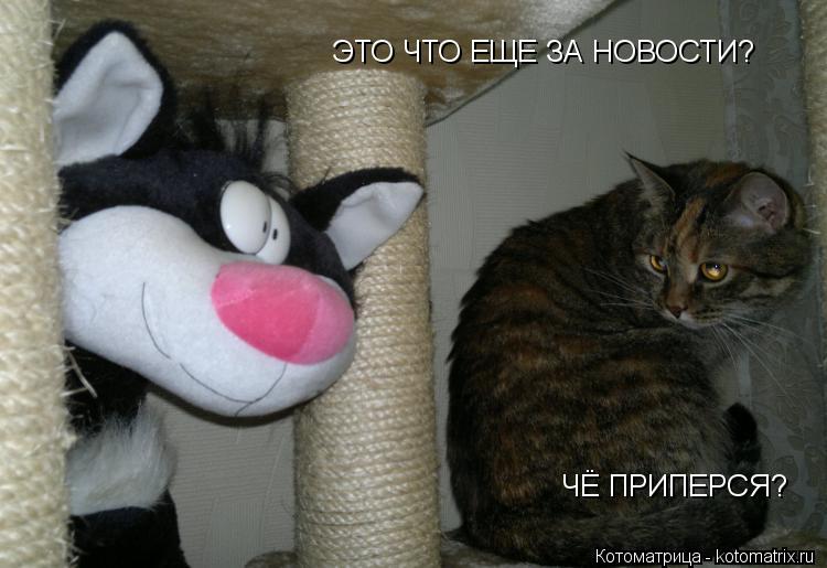 Котоматрица: ЭТО ЧТО ЕЩЕ ЗА НОВОСТИ? ЧЁ ПРИПЕРСЯ?