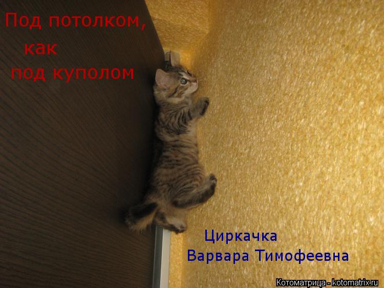 Котоматрица: Под потолком, как под куполом Циркачка  Варвара Тимофеевна