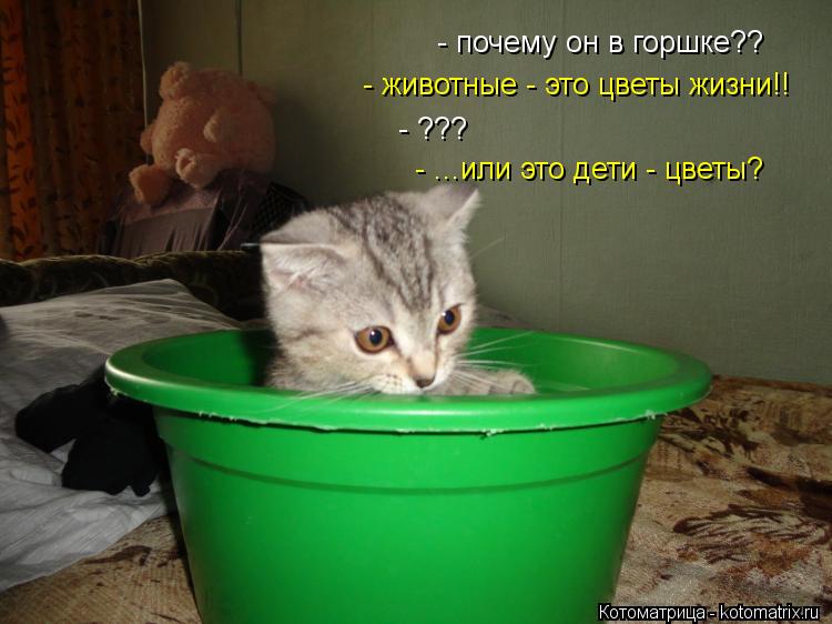 Котоматрица: - почему он в горшке?? - животные - это цветы жизни!! - ??? - ...или это дети - цветы?