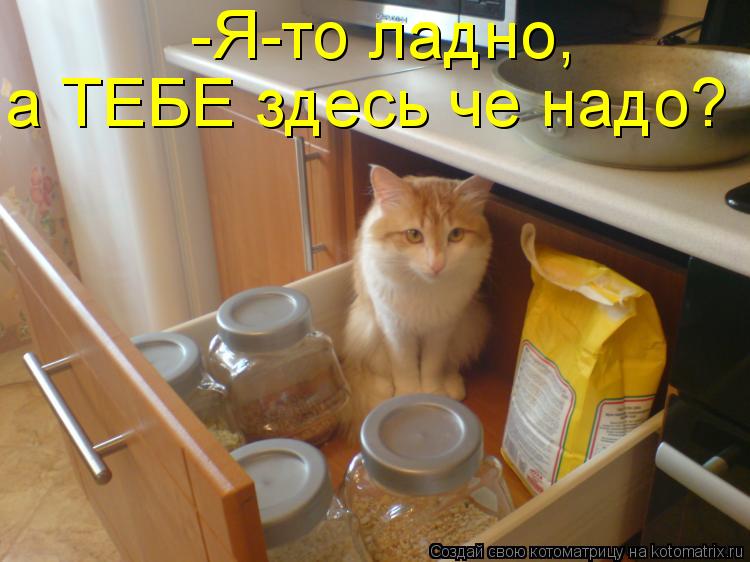 Котоматрица: -Я-то ладно,  а ТЕБЕ здесь че надо?