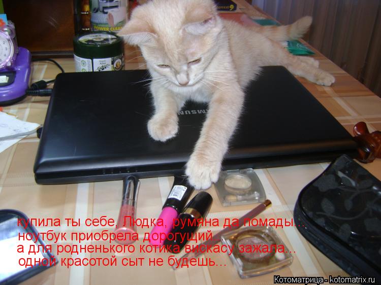 Котоматрица: купила ты себе, Людка, румяна да помады... ноутбук приобрела дорогущий... а для родненького котика вискасу зажала... одной красотой сыт не буде