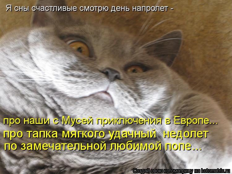 Котоматрица: Я сны счастливые смотрю день напролет -  про тапка мягкого удачный  недолет  по замечательной любимой попе... про наши с Мусей приключения в Е
