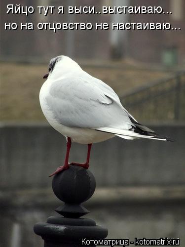 Котоматрица: Яйцо тут я выси..выстаиваю... но на отцовство не настаиваю...