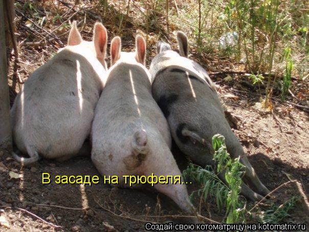 В засаде на трюфеля...... Котоматрица: В засаде на трюфеля...