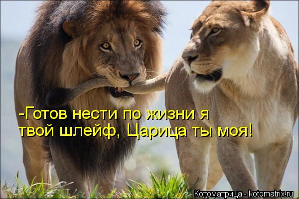 Котоматрица: -Готов нести по жизни я твой шлейф, Царица ты моя!