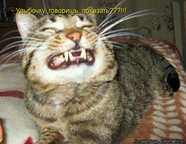 - Улыбочку, говоришь, показать???!!!... Котоматрица: - Улыбочку, говоришь, показать???!!!