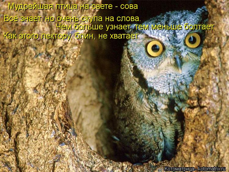 Котоматрица: Мудрейшая птица на свете - сова  Всё знает, но очень скупа на слова. Чем больше узнает, тем меньше болтает,  Как этого лектору, блин, не хватает