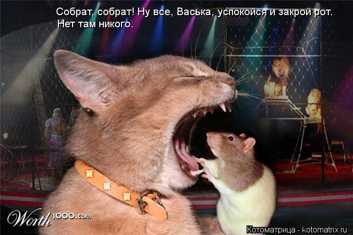 Котоматрица: Собрат, собрат! Ну все, Васька, успокойся и закрой рот. Нет там никого.