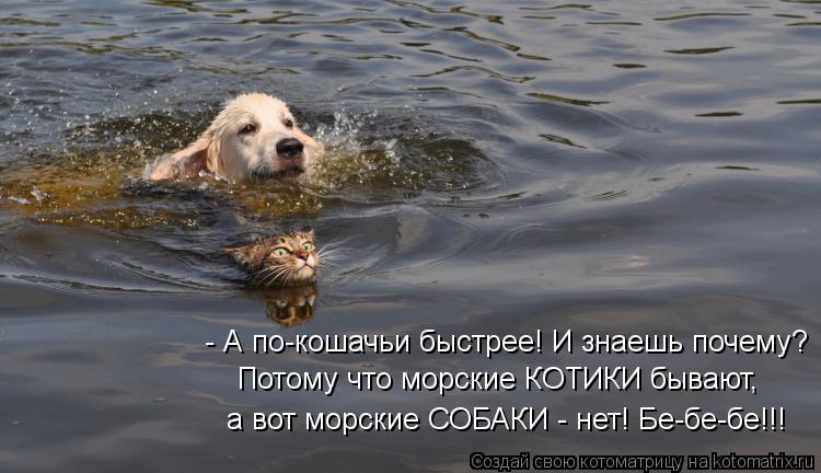- А по-кошачьи быстрее! И знаешь почему? Потому что морские КОТИКИ бывают, а вот морские СОБАКИ - нет... Котоматрица: - А по-кошачьи быстрее! И знаешь почему? Потому что морские КОТИКИ бывают, а вот морские СОБАКИ - нет! Бе-бе-бе!!!