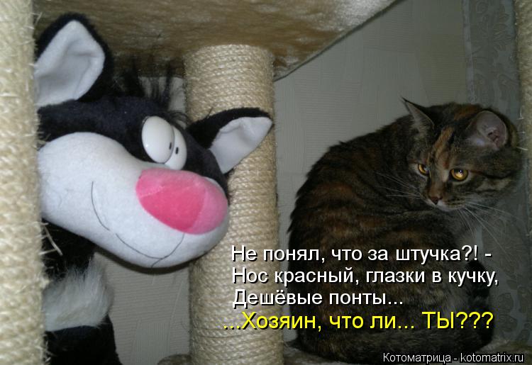 Котоматрица: Не понял, что за штучка?! - Нос красный, глазки в кучку, Дешёвые понты... ...Хозяин, что ли... ТЫ???