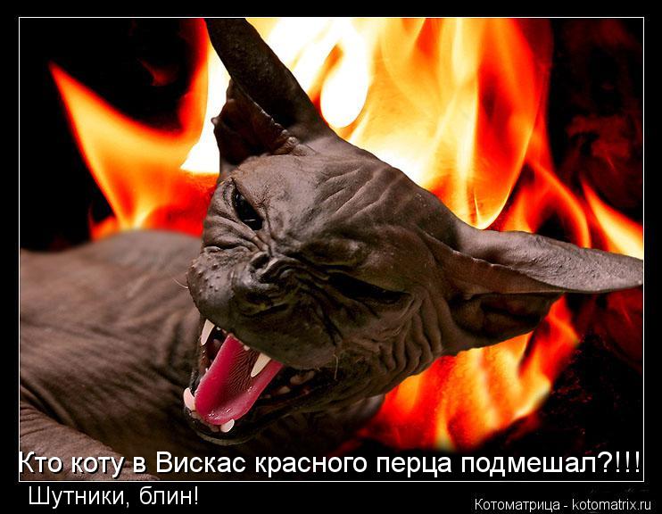 Котоматрица: Кто коту в Вискас красного перца подмешал?!!! Шутники, блин!