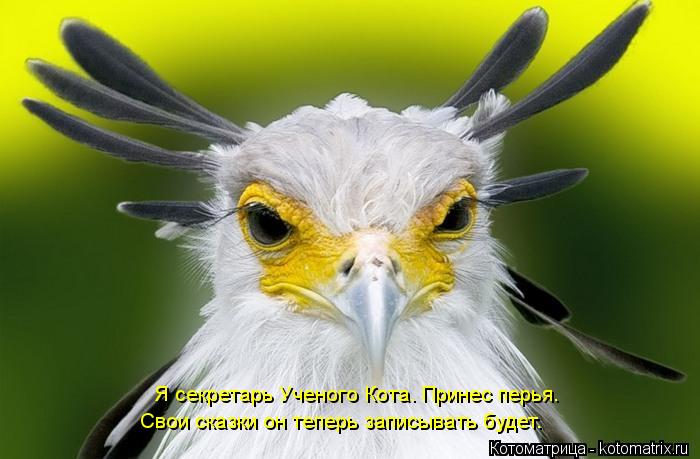 Котоматрица: Я секретарь Ученого Кота. Принес перья. Свои сказки он теперь записывать будет.