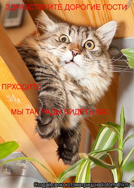 Котоматрица: ЗДРАВСТВУЙТЕ ДОРОГИЕ ГОСТИ ПРХОДИТЕ МЫ ТАК РАДЫ ВИДЕТЬ ВАС
