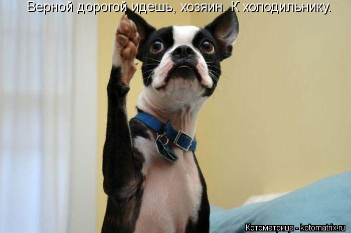 Котоматрица: Верной дорогой идешь, хозяин. К холодильнику.
