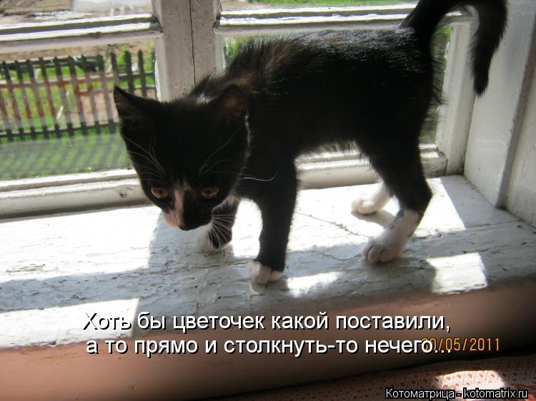 Хоть бы цветочек какой поставили, а то прямо и столкнуть-то нечего...... Котоматрица: Хоть бы цветочек какой поставили, а то прямо и столкнуть-то нечего...