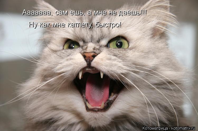 Котоматрица: Ааааааа, сам ешь, а мне не даёшь!!! Ну как мне катлету, быстро!
