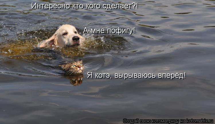 Котоматрица: Интересно кто кого сделает?! Я котэ, вырываюсь вперёд! А мне пофигу!