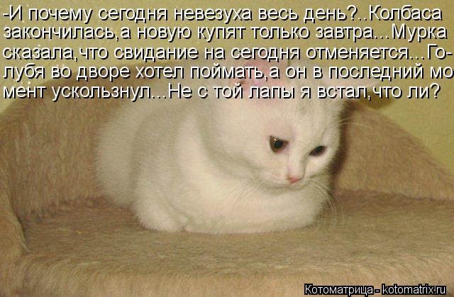 Котоматрица: -И почему сегодня невезуха весь день?..Колбаса закончилась,а новую купят только завтра...Мурка сказала,что свидание на сегодня отменяется...Г