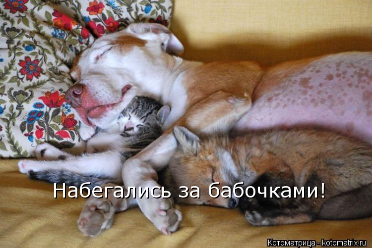 Набегались за бабочками!... Котоматрица: Набегались за бабочками!