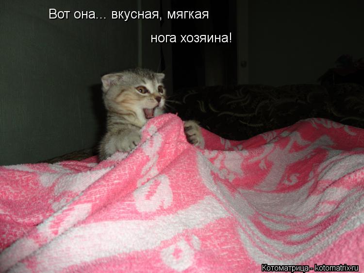 Котоматрица: Вот она... вкусная, мягкая нога хозяина!
