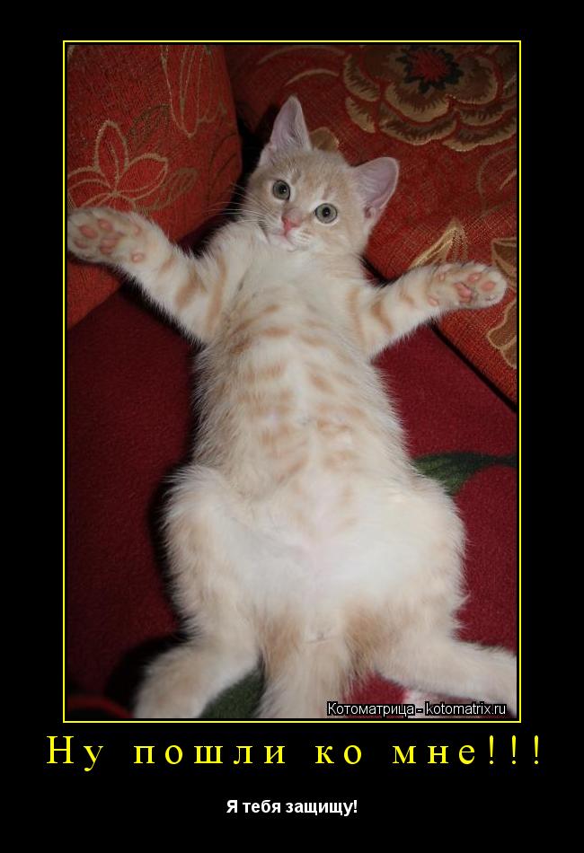 Ну пошли ко мне!!! Я тебя защищу!... Котоматрица: Ну пошли ко мне!!! Я тебя защищу!