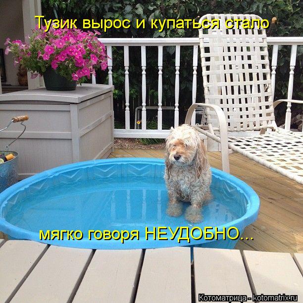 Тузик вырос и купаться стало мягко говоря НЕУДОБНО...... Котоматрица: Тузик вырос и купаться стало мягко говоря НЕУДОБНО...