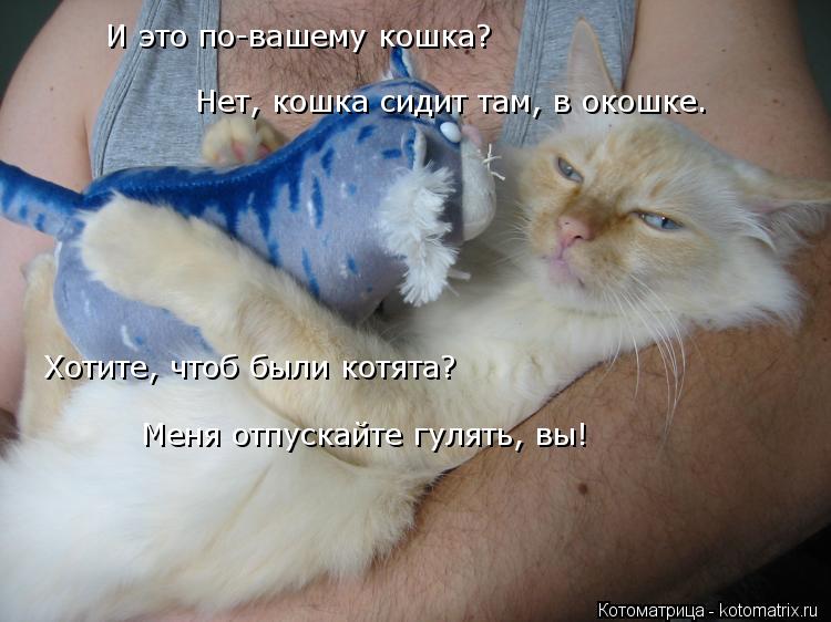 Котоматрица: И это по-вашему кошка? Нет, кошка сидит там, в окошке. Хотите, чтоб были котята? Меня отпускайте гулять, вы!