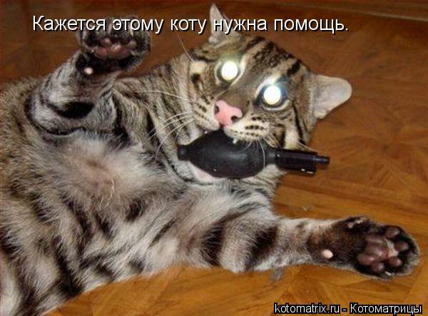 Котоматрица: Кажется этому коту нужна помощь.