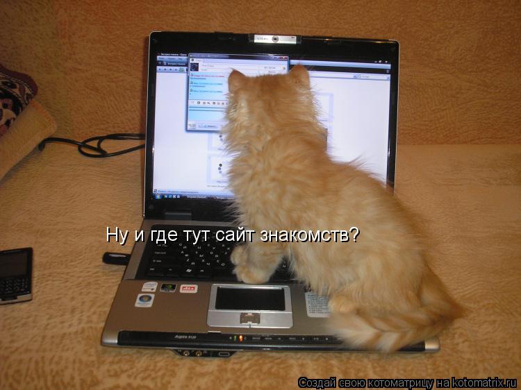 Котоматрица: Ну и где тут сайт знакомств?