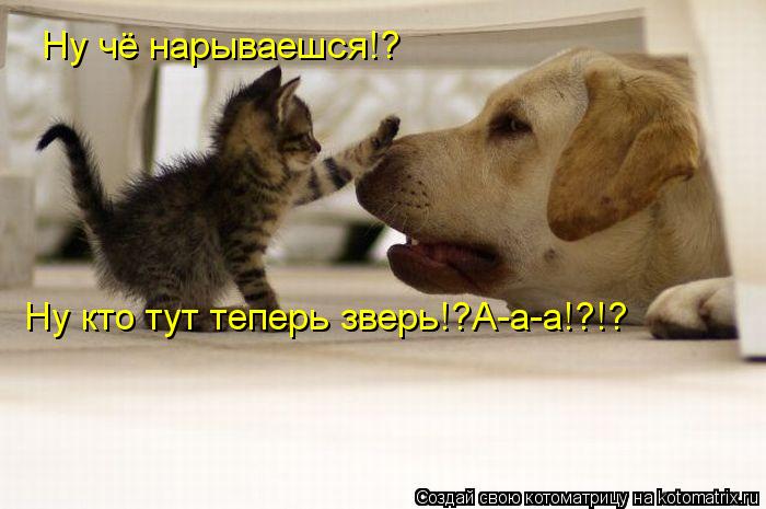 Котоматрица: Ну чё нарываешся!? Ну кто тут теперь зверь!?А-а-а!?!?
