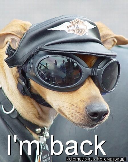 Котоматрица: I'm back
