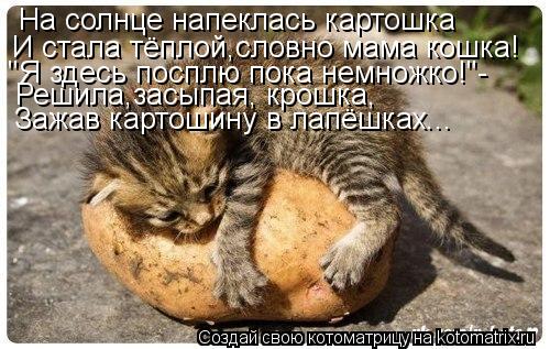 Котоматрица: На солнце напеклась картошка И стала тёплой,словно мама кошка! "Я здесь посплю пока немножко!"- Решила,засыпая, крошка, Зажав картошину в лап
