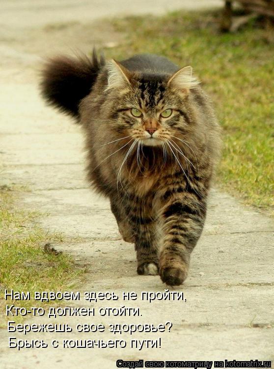 Нам вдвоем здесь не пройти, Кто-то должен отойти. Бережешь свое здоровье? Брысь с кошачьего пути!... Котоматрица: Нам вдвоем здесь не пройти, Кто-то должен отойти. Бережешь свое здоровье? Брысь с кошачьего пути!