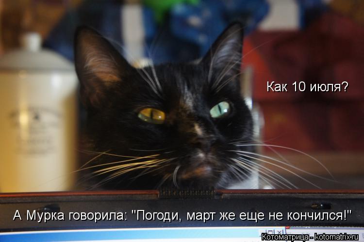 Как 10 июля? А Мурка говорила: "Погоди, март же еще не кончился!"... Котоматрица: Как 10 июля? А Мурка говорила: "Погоди, март же еще не кончился!"