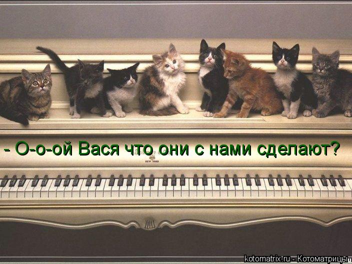 Котоматрица: - О-о-ой Вася что они с нами сделают?