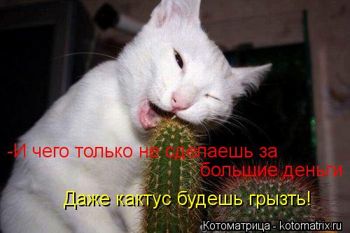 Котоматрица: -И чего только не сделаешь за  большие деньги Даже кактус будешь грызть!