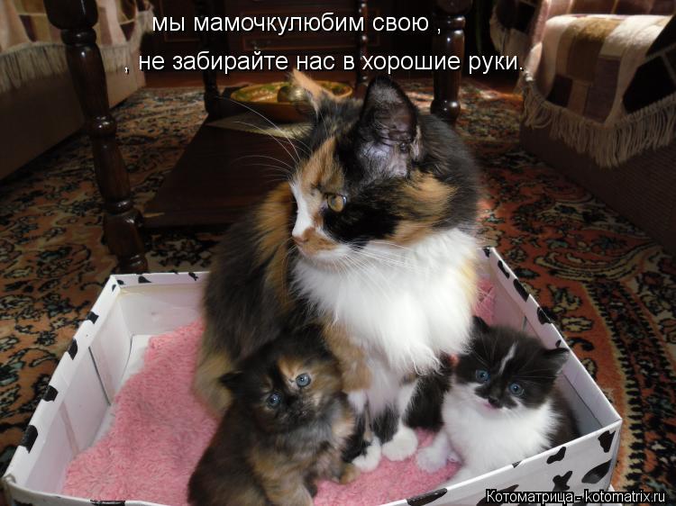 Котоматрица: мы мамочкулюбим свою ,   , не забирайте нас в хорошие руки.