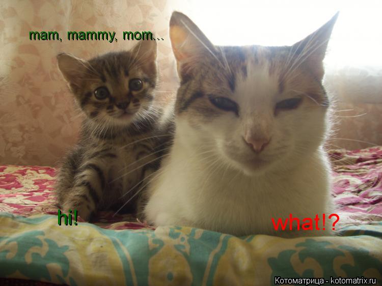 mam, mammy, mom... what!? hi!... Котоматрица: mam, mammy, mom... what!? hi!