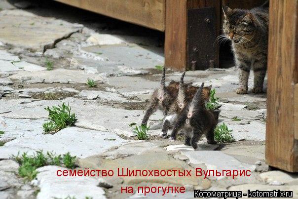Котоматрица: семейство Шилохвостых Вульгарис  на прогулке