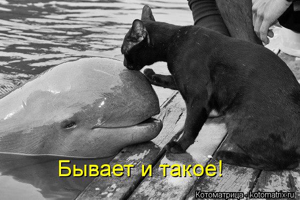 Котоматрица: Бывает и такое!