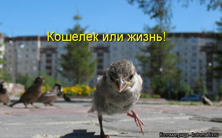 Котоматрица: Кошелек или жизнь!