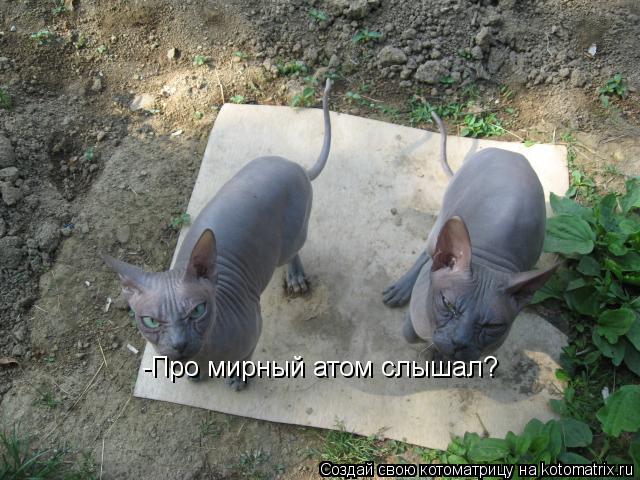 Котоматрица: -Про мирный атом слышал?