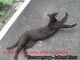 Котоматрица: ах,опять спать весь день не давали...