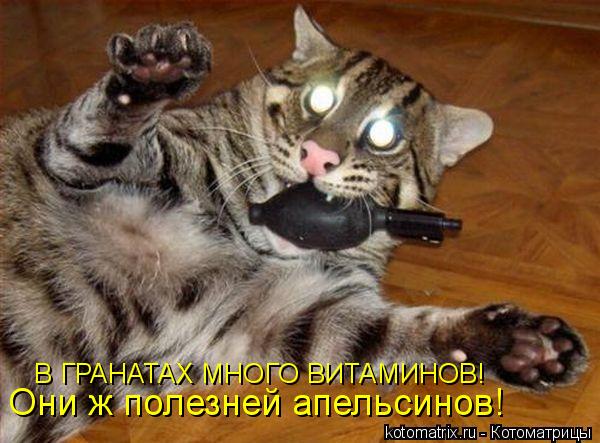 Котоматрица: Они ж полезней апельсинов! В ГРАНАТАХ МНОГО ВИТАМИНОВ!