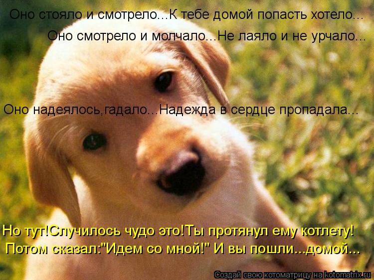 Котоматрица: Оно стояло и смотрело...К тебе домой попасть хотело... Оно смотрело и молчало...Не лаяло и не урчало... Оно надеялось,гадало...Надежда в сердце п